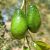 Avocados bei Tel Dan.jpg