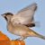 Ornithologisches Paradies.jpg